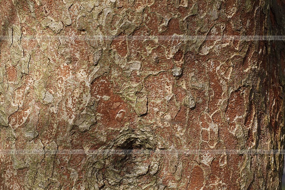 Zelkova scheideriana