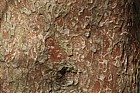 Zelkova scheideriana