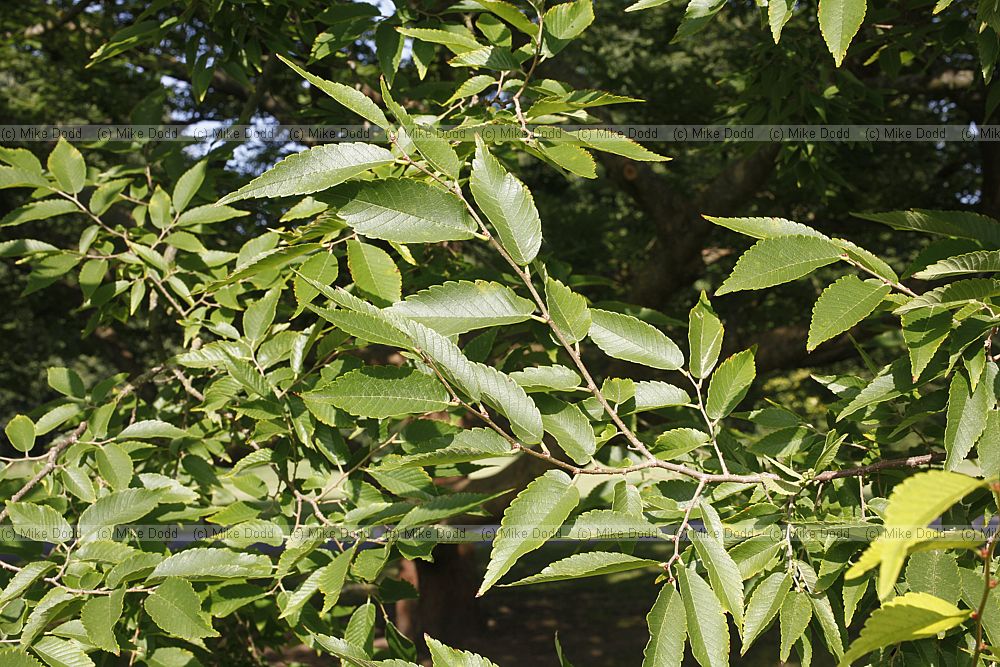 Zelkova schneideriana
