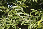 Zelkova schneideriana