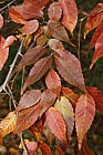Zelkova serrata Japanese Zelkova