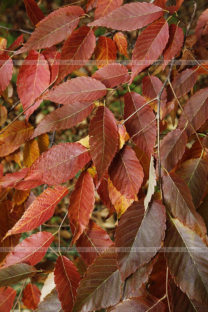 Zelkova serrata Japanese Zelkova
