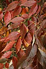 Zelkova serrata Japanese Zelkova