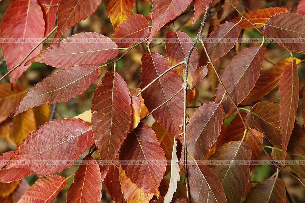 Zelkova serrata Japanese Zelkova