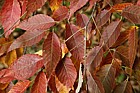 Zelkova serrata Japanese Zelkova