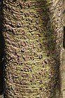 Zelkova serrata Keaki