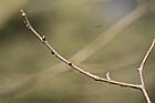 Zelkova serrata Keaki