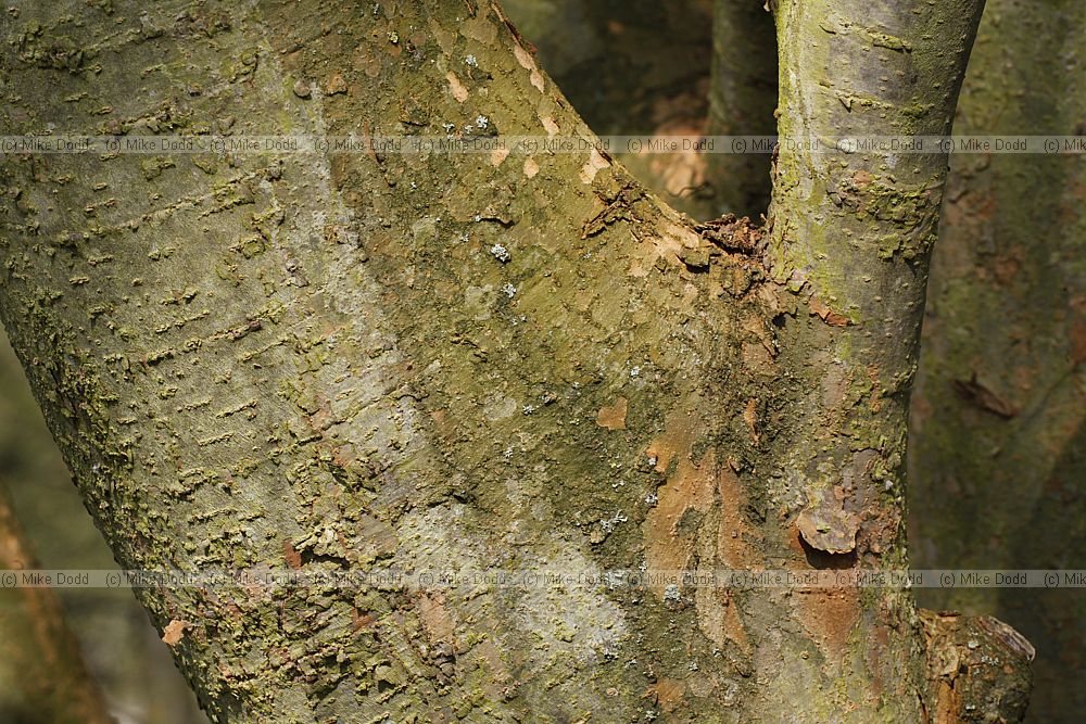 Zelkova serrata Keaki