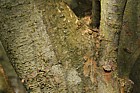 Zelkova serrata Keaki