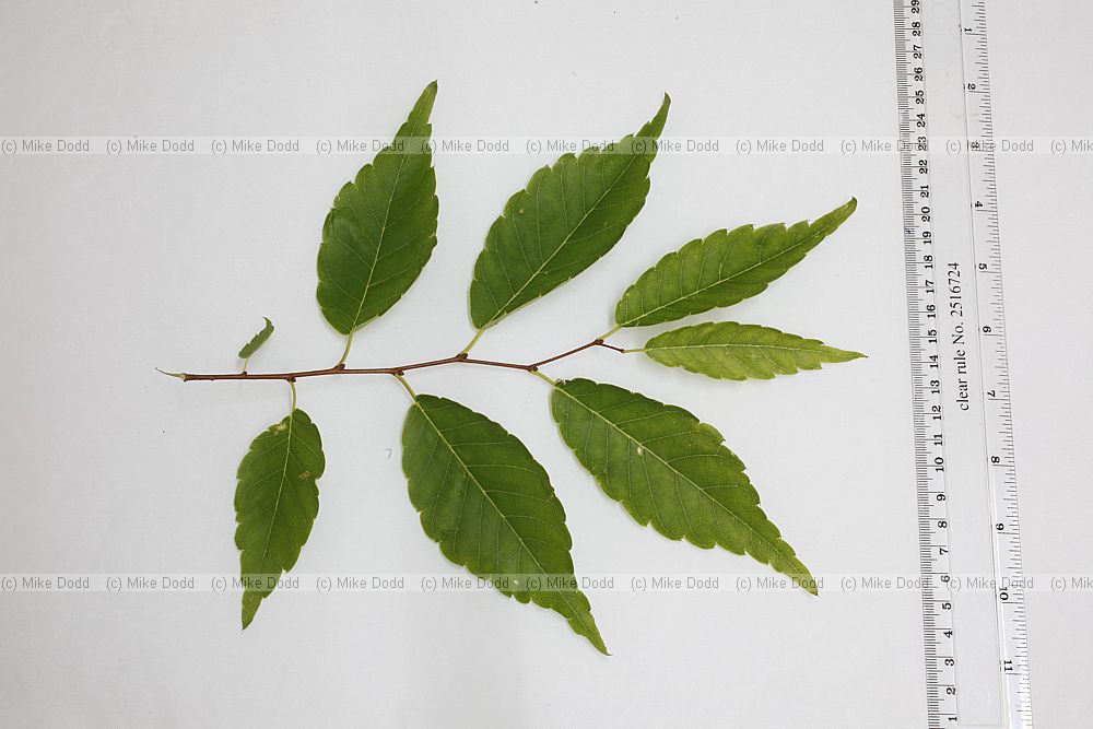 Zelkova serrata Keaki (?)