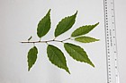 Zelkova serrata Keaki (?)