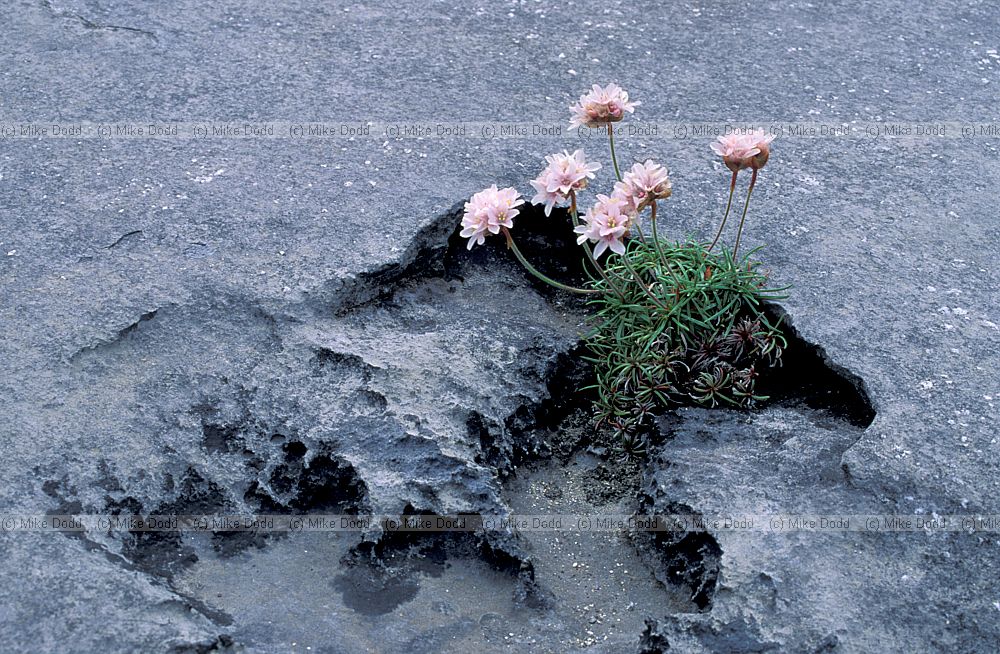 Armeria maritima Thrift on rocks the Burren