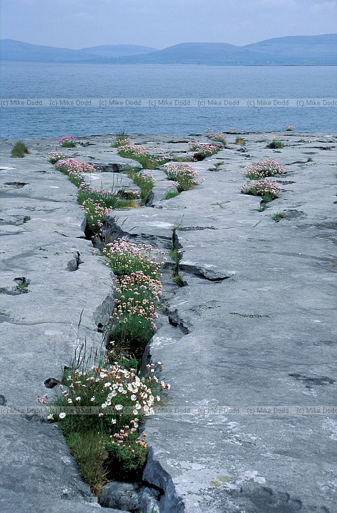 Armeria maritima Thrift on rocks the Burren