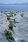 Armeria maritima Thrift on rocks the Burren