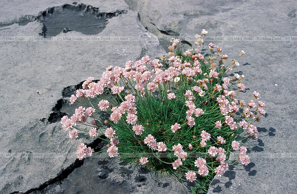 Armeria maritima Thrift on rocks the Burren