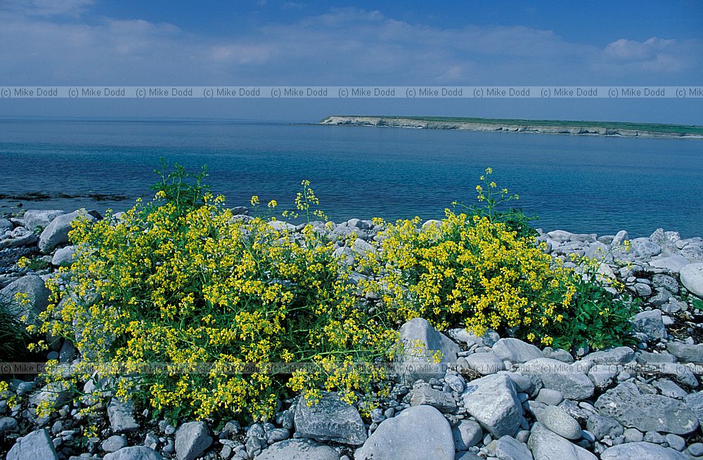 Brassica sp. the Burren