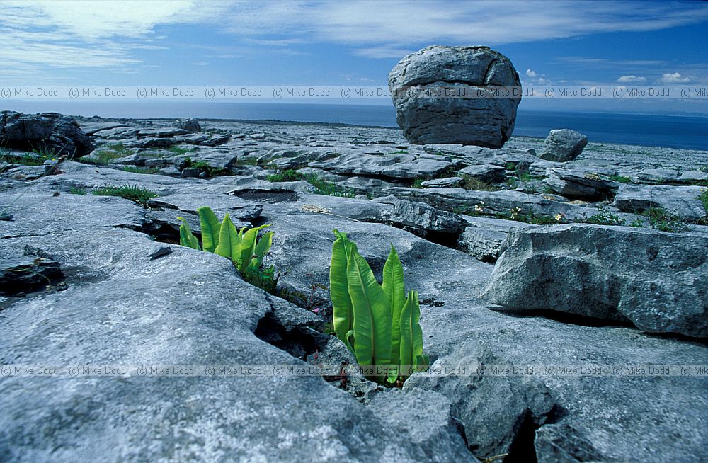 Phyllitis scolopendrium Hartstongue fern emerging from crack in rock with boulder the Burren