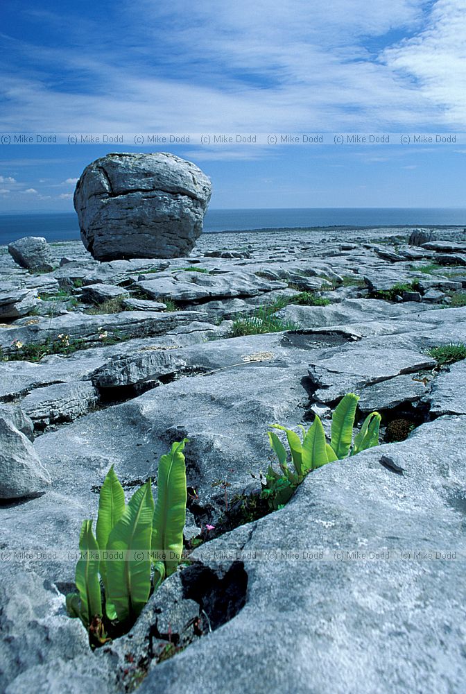 Phyllitis scolopendrium Hartstongue fern emerging from crack in rock with boulder the Burren