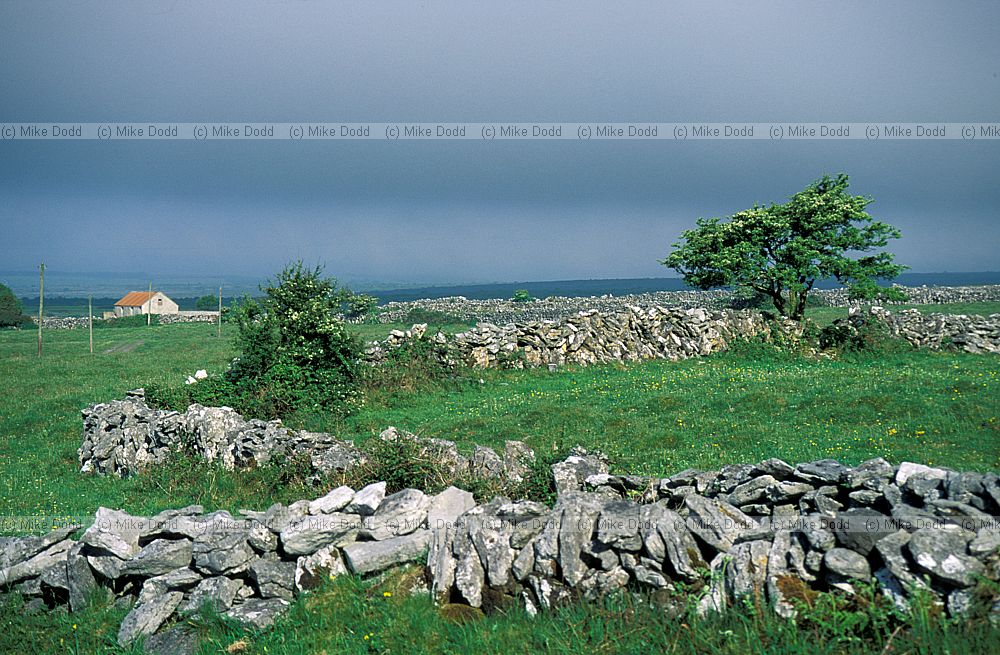 Dry stone walls the Burren