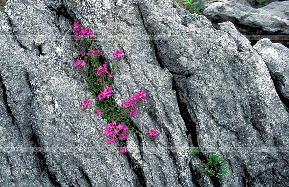 Erinis alpinus Fairy Foxglove in limestone rock the Burren