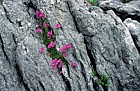 Erinis alpinus Fairy Foxglove in limestone rock the Burren
