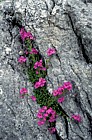 Erinis alpinus Fairy Foxglove in limestone rock the Burren