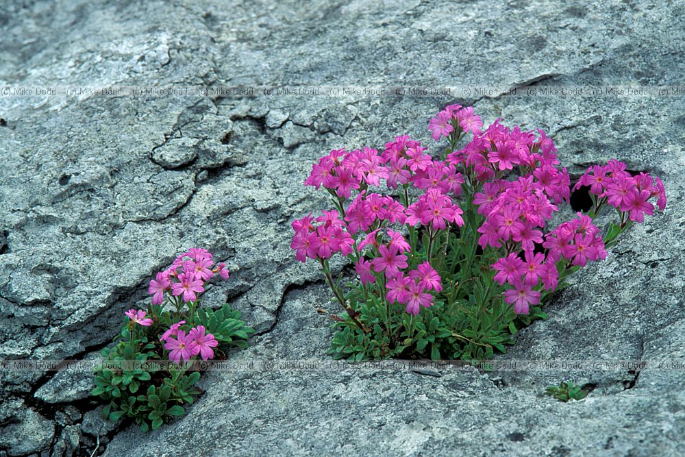 Erinis alpinus Fairy Foxglove in limestone rock the Burren