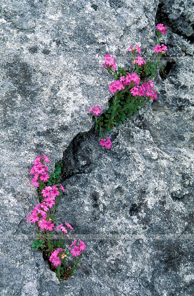 Erinis alpinus Fairy Foxglove in limestone rock the Burren