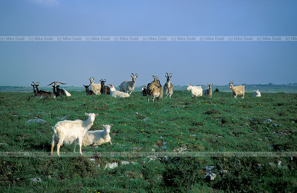 Ferel goats the Burren
