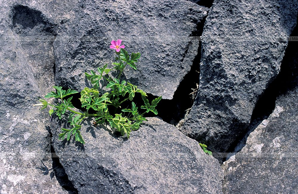 Geranium robertianum possibly the Burren