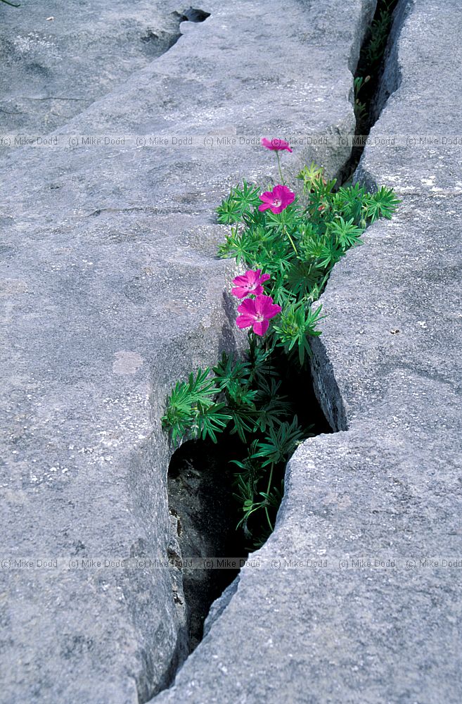 Geranium sanguineum Bloody cranesbill in limestone rocks the Burren