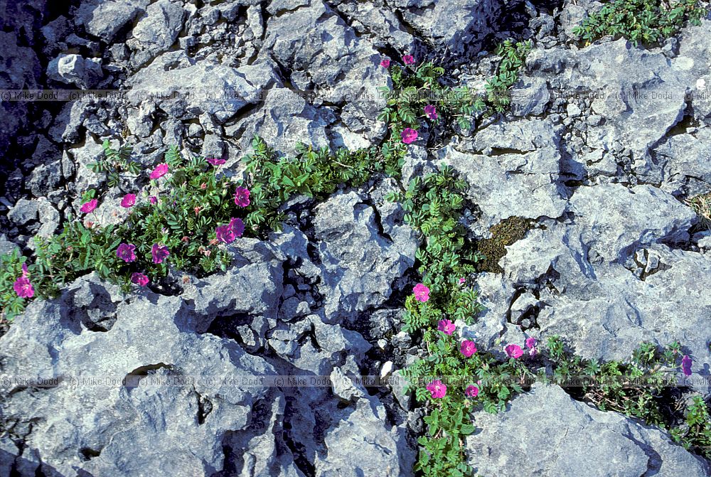 Geranium sangunium Bloody cranesbill in limestone rocks the Burren
