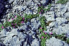 Geranium sangunium Bloody cranesbill in limestone rocks the Burren
