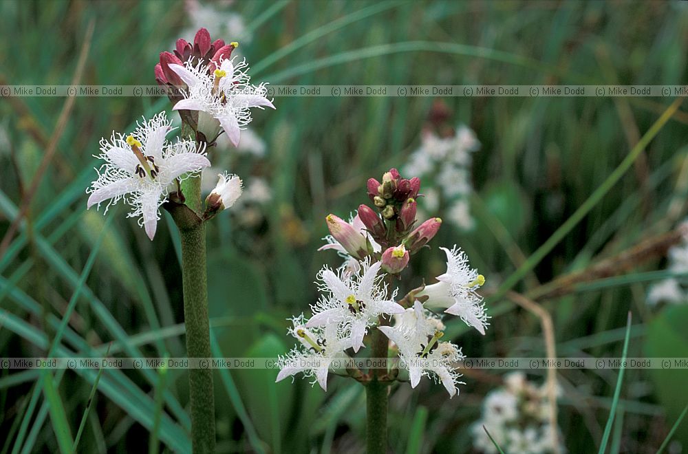 Menyanthes trifoliata Bog bean the Burren