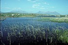 reeds Connemara