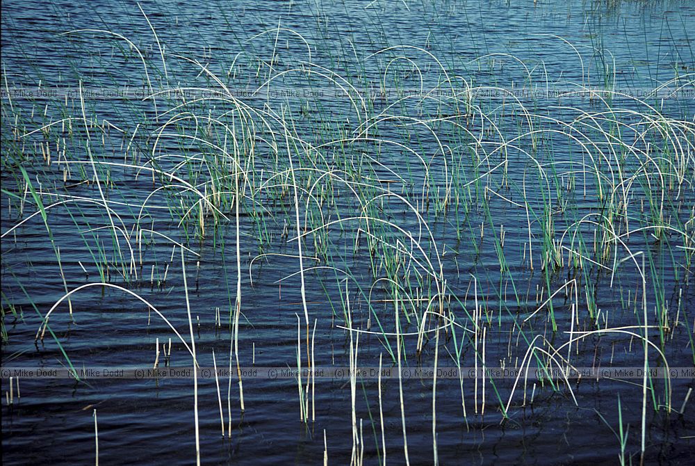 reeds Connemara