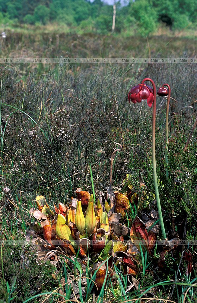 Sarracenia purpurea pitcher plant in bog central Ireland