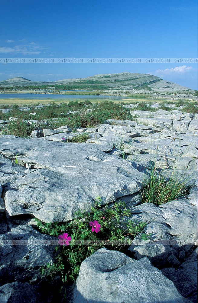 Turlough and limestone pavement the Burren