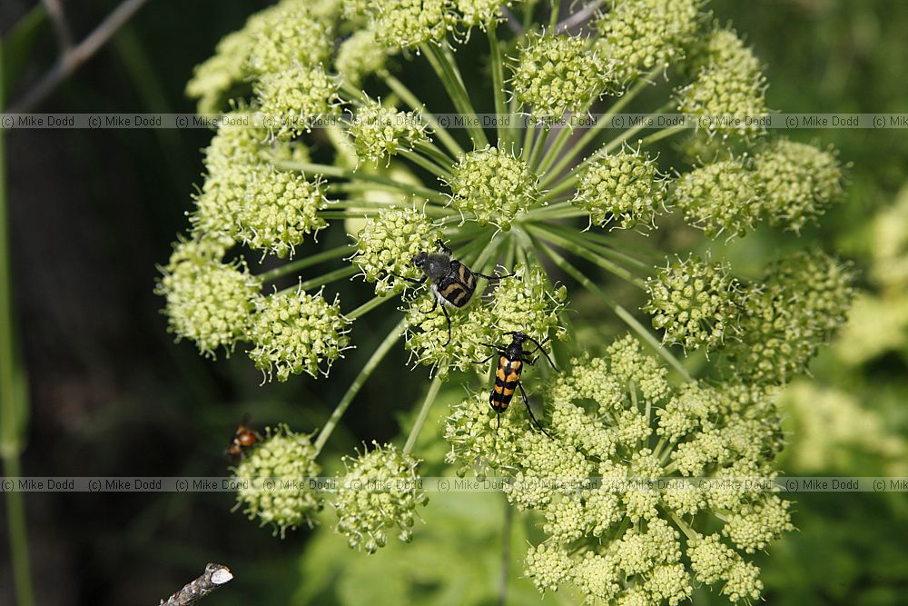 Leptura quadrifasciata a Longhorn Beetle