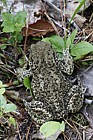 Bufo bufo Common Toad