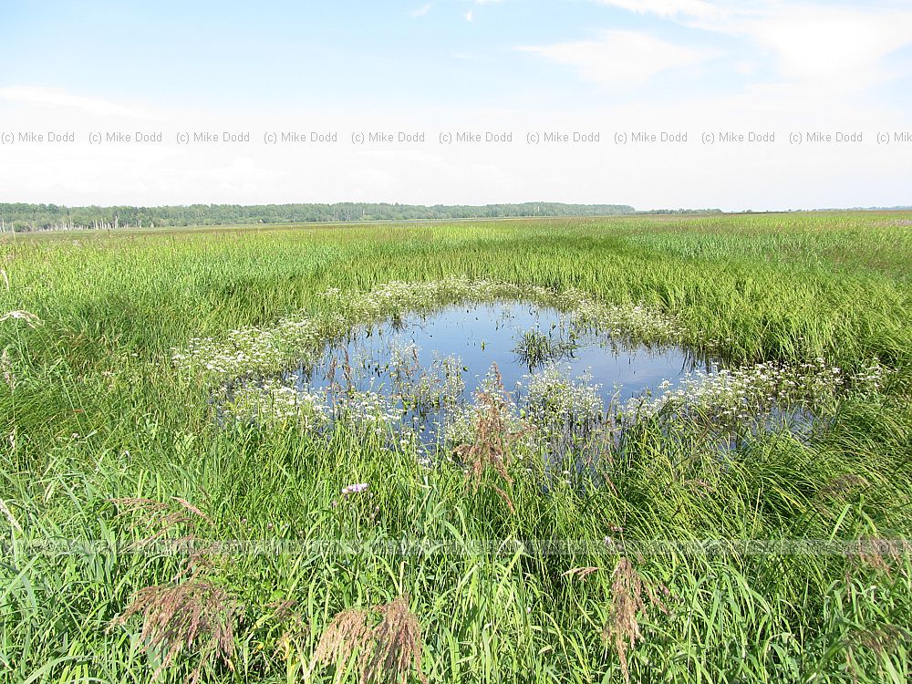 depression in floodplain with Oenanthe and Calamagrostis neglecta in wetter areas