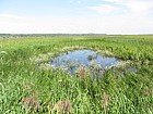 depression in floodplain with Oenanthe and Calamagrostis neglecta in wetter areas