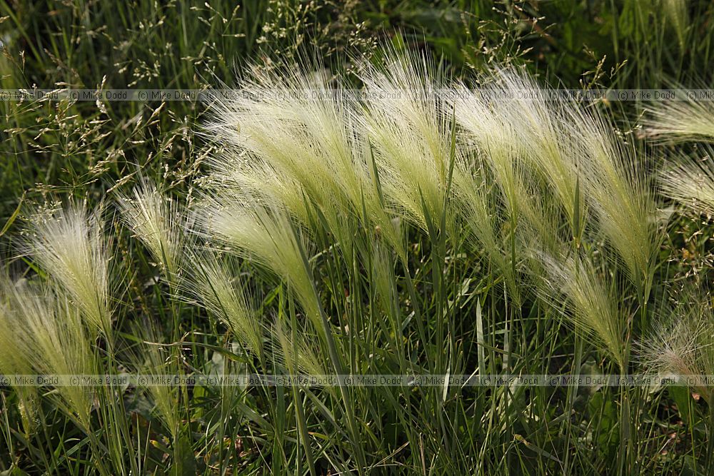 Hordeum jubatum Foxtail Barley