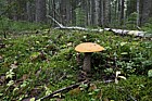 Leccinum piceinum / L. versipelle or similar. Mixed forest with Picea, Populus, Betula, Pinus, Abies