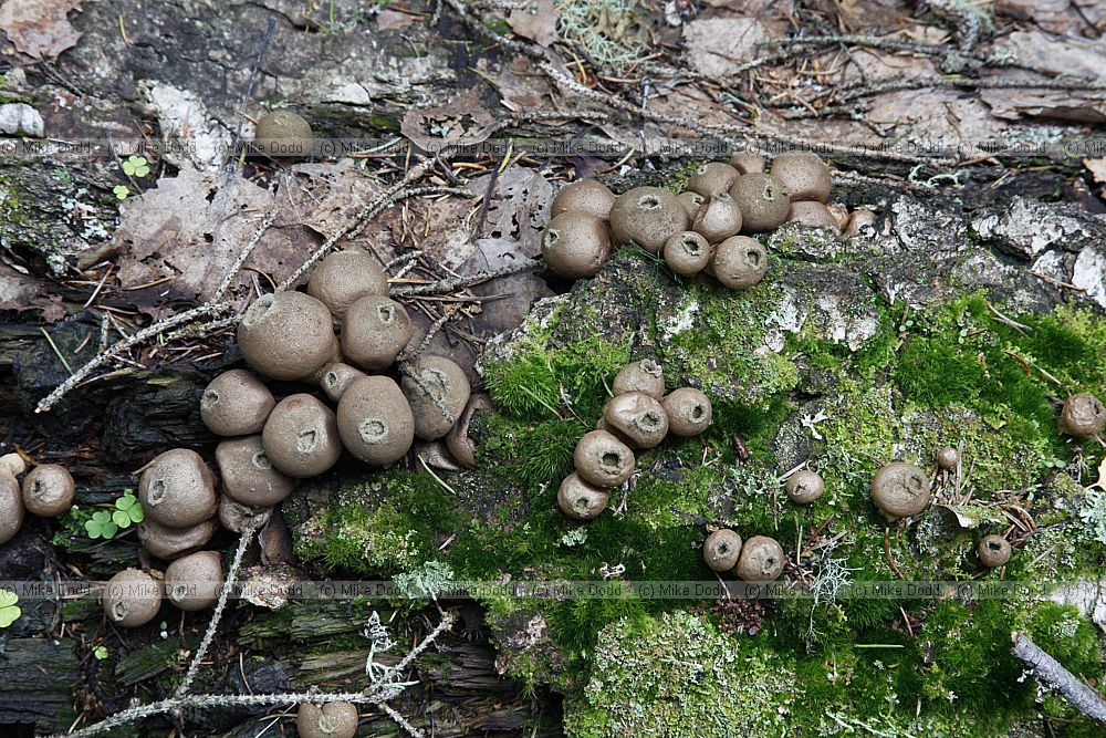 Lycoperdon pyriforme (?) not quite same shape as this species growing in UK