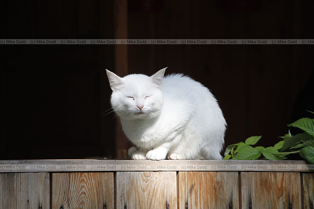 Mukhrino white cat