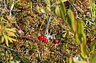 Oxycoccus palustris Common Cranberry