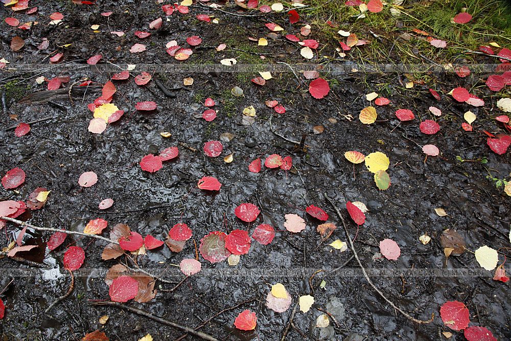 Populus tremula leaves showing red autumn colour