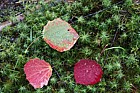 Populus tremula leaves showing red autumn colour