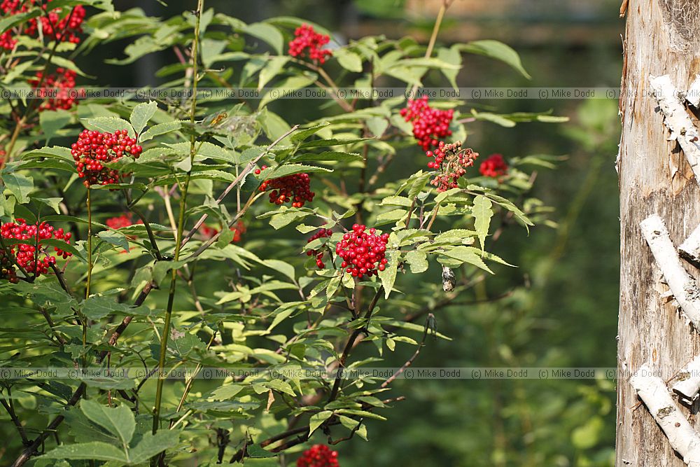 Sambucus racemosus Red berried elder